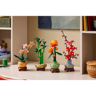 Lucky Bamboo | Botanicals | 10344
