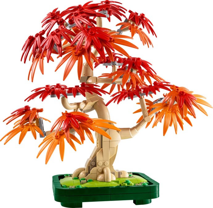 Japanese Maple Tree | Botanicals | 10348