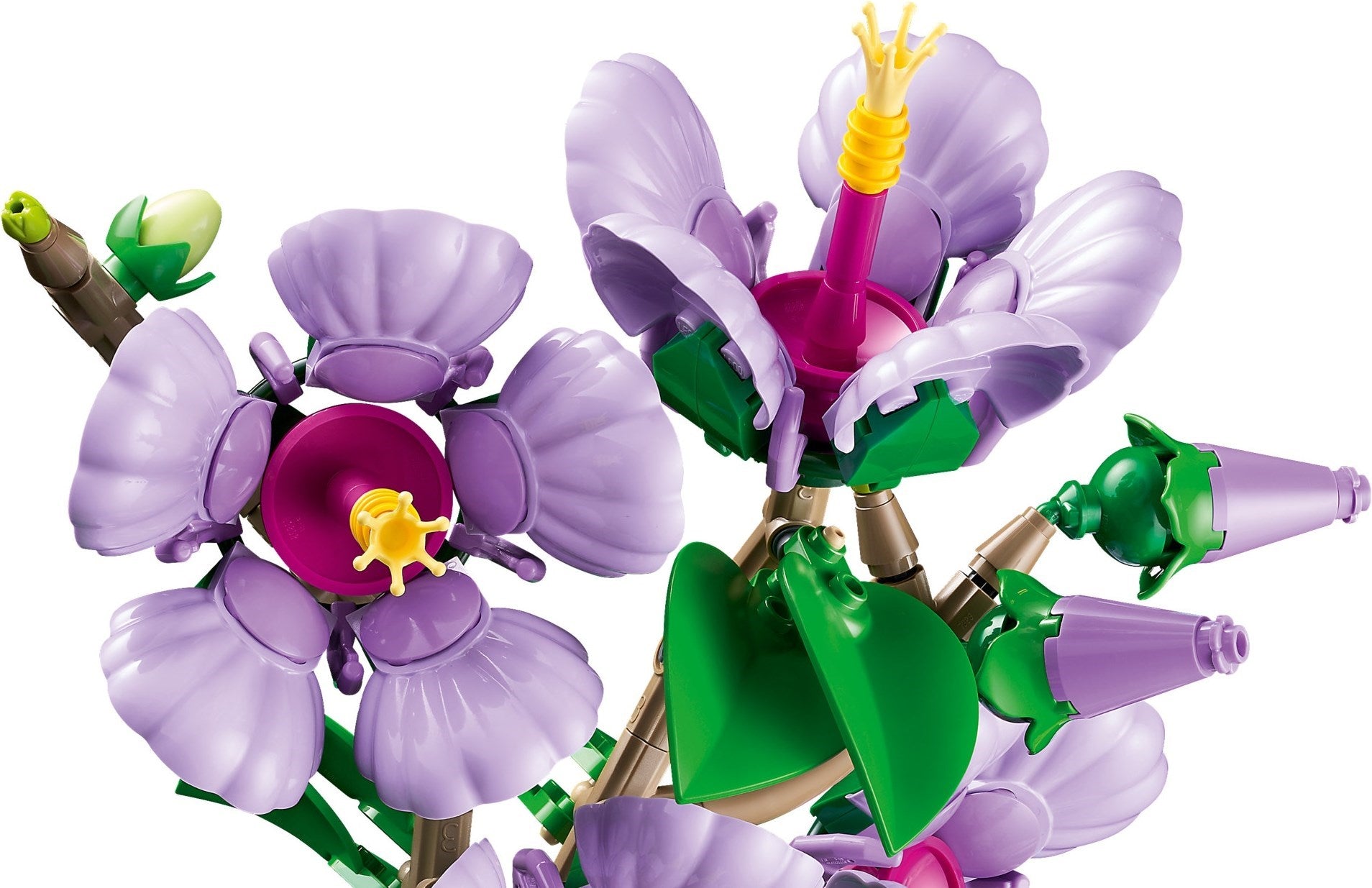 Hibiscus | Botanicals | 10372