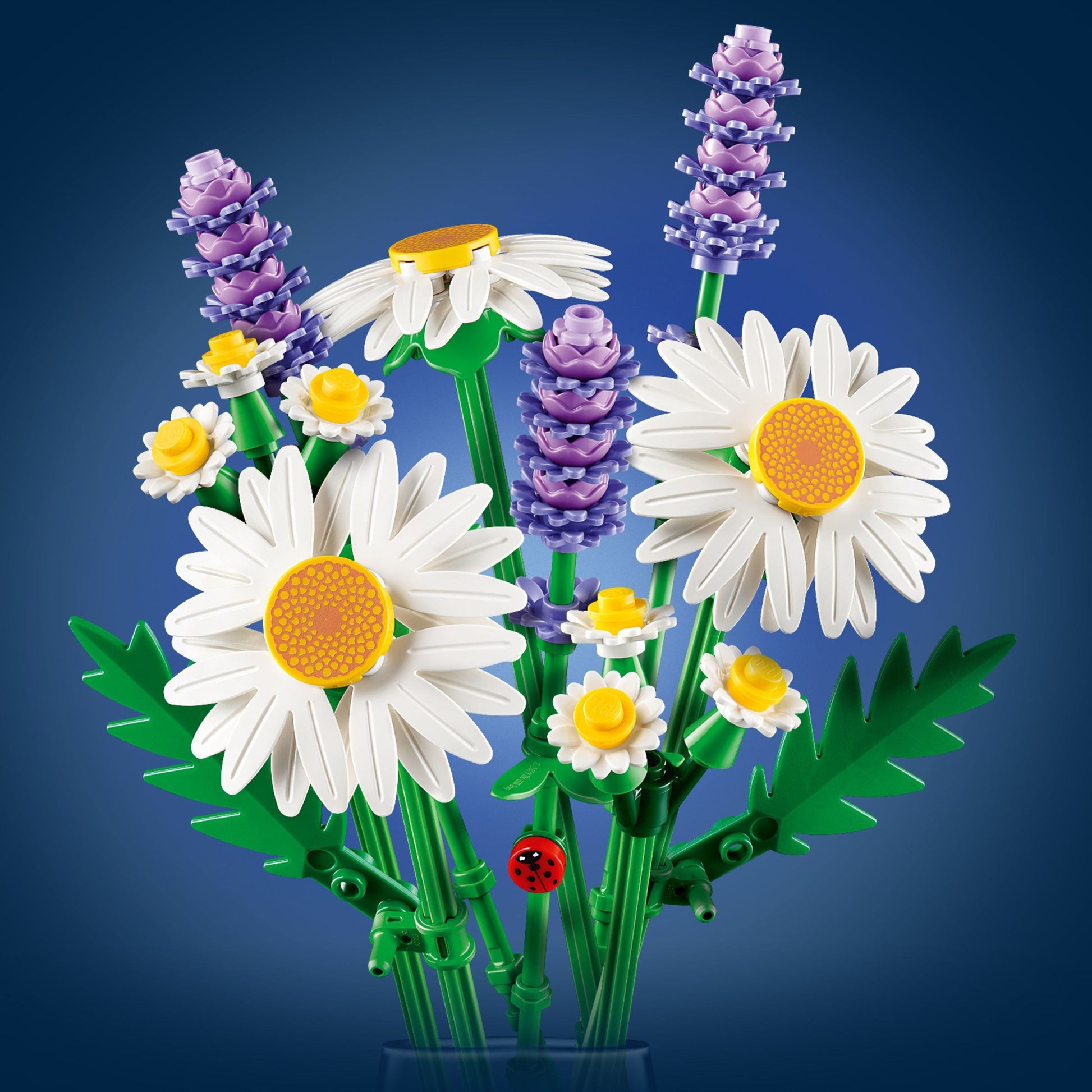 Marguerites | Plantes | 11508