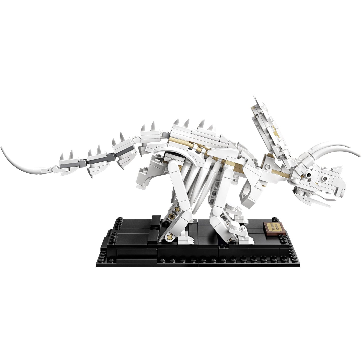 Dinosaur Fossils | Ideas | 21320