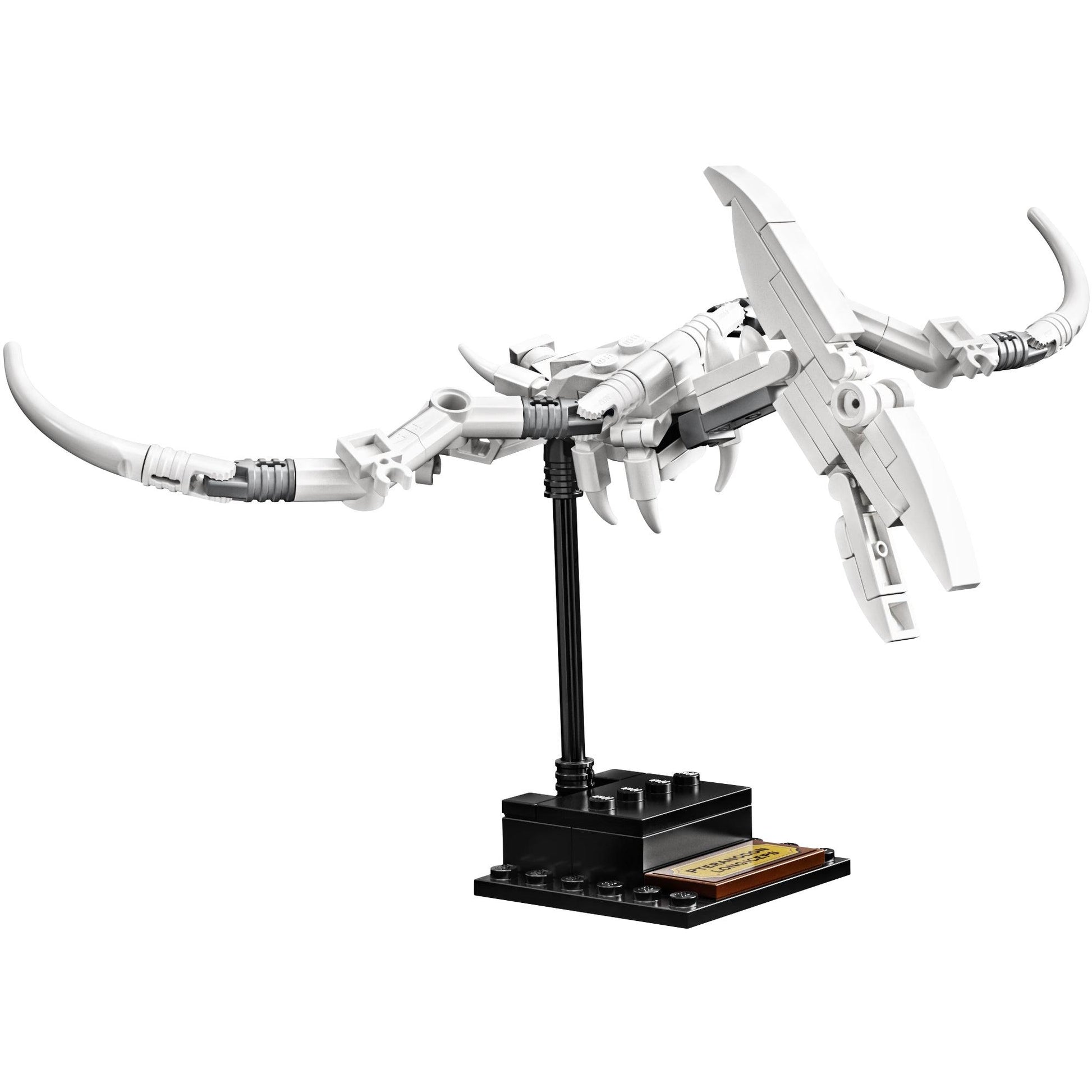 Dinosaur Fossils | Ideas | 21320