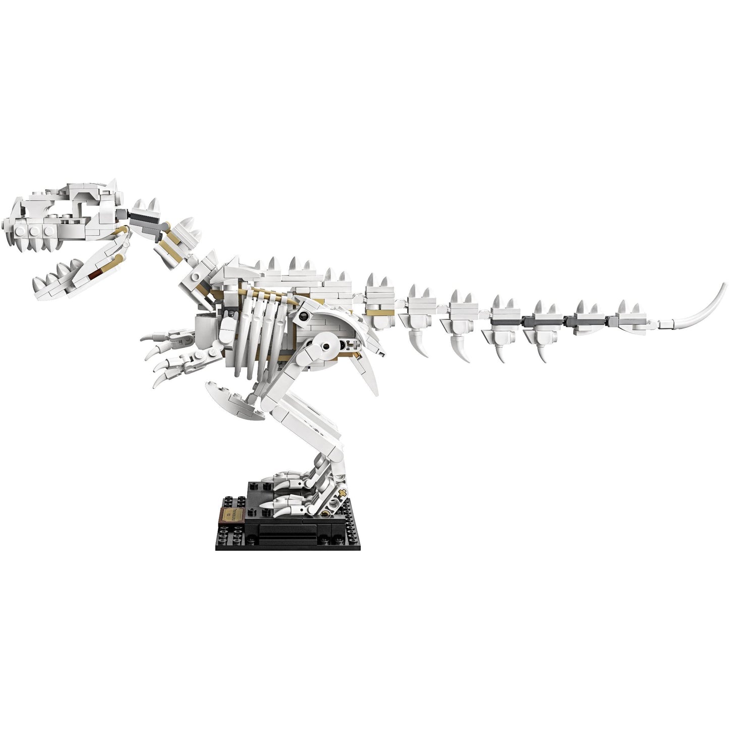 Dinosaur Fossils | Ideas | 21320