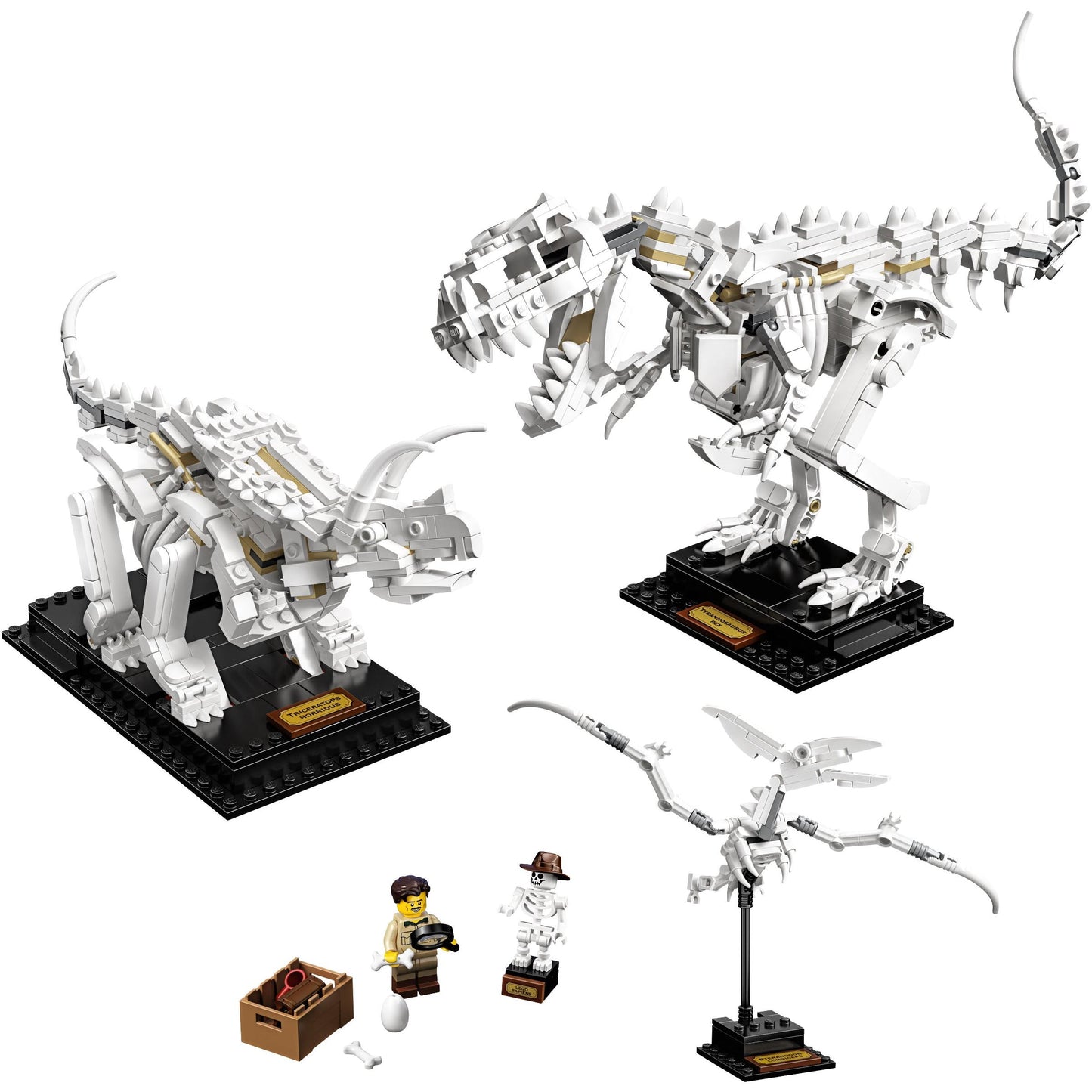 Dinosaur Fossils | Ideas | 21320