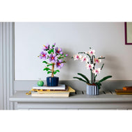 Hibiscus | Plantes | 10372