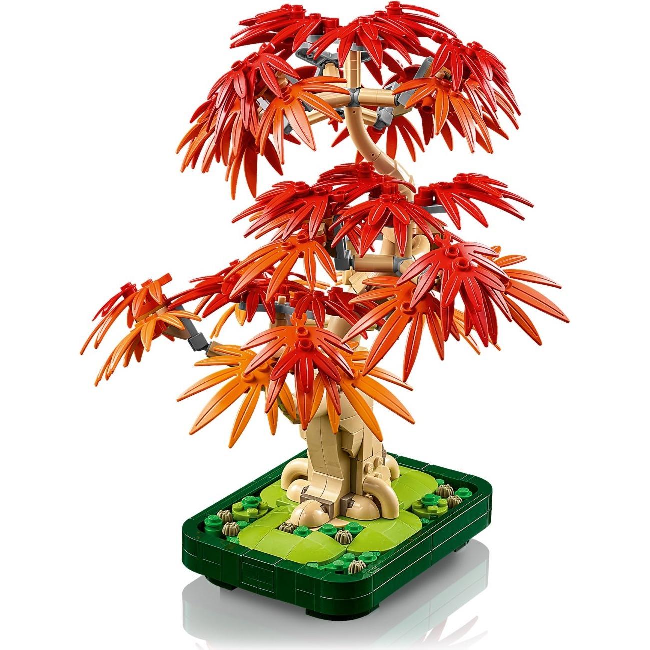 Japanese Maple Tree | Botanicals | 10348
