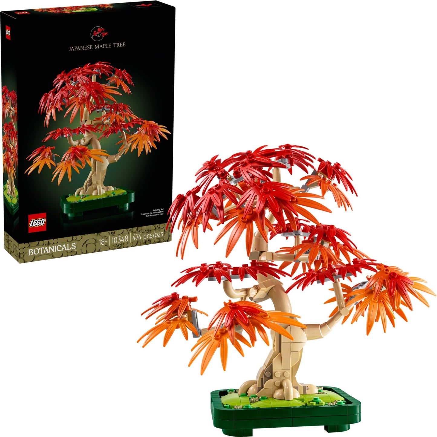 Japanese Maple Tree | Botanicals | 10348