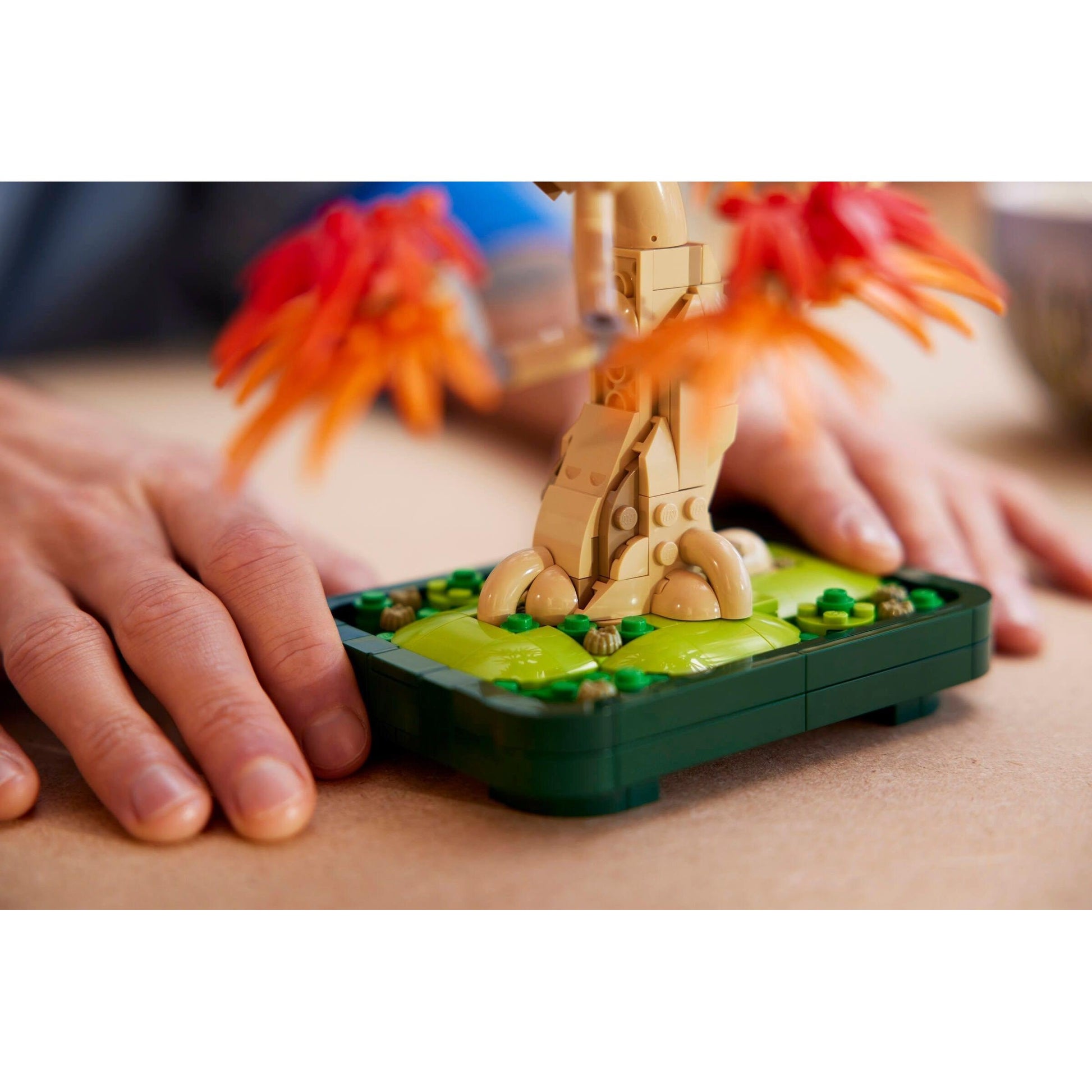 Japanese Maple Tree | Botanicals | 10348