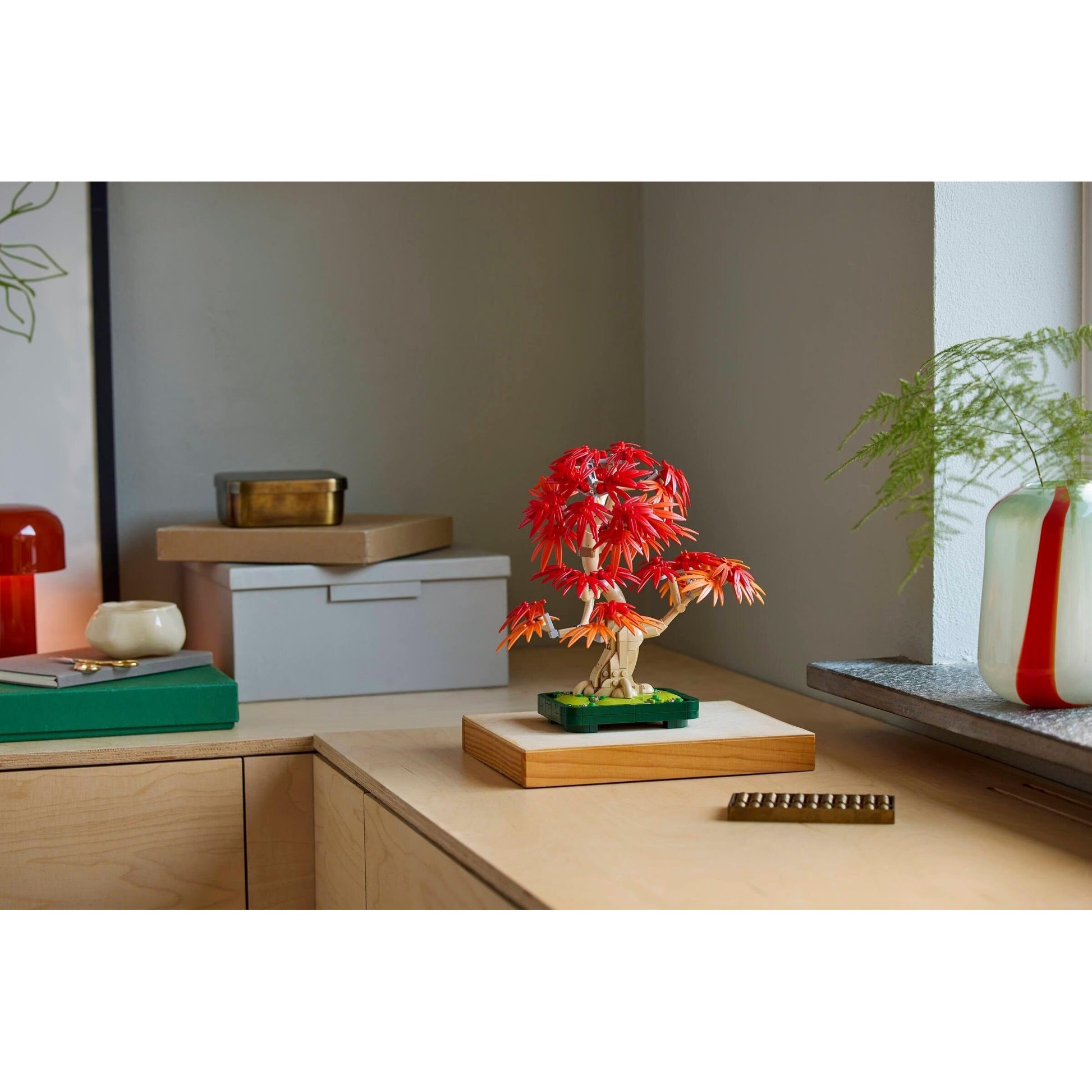 Japanese Maple Tree | Botanicals | 10348