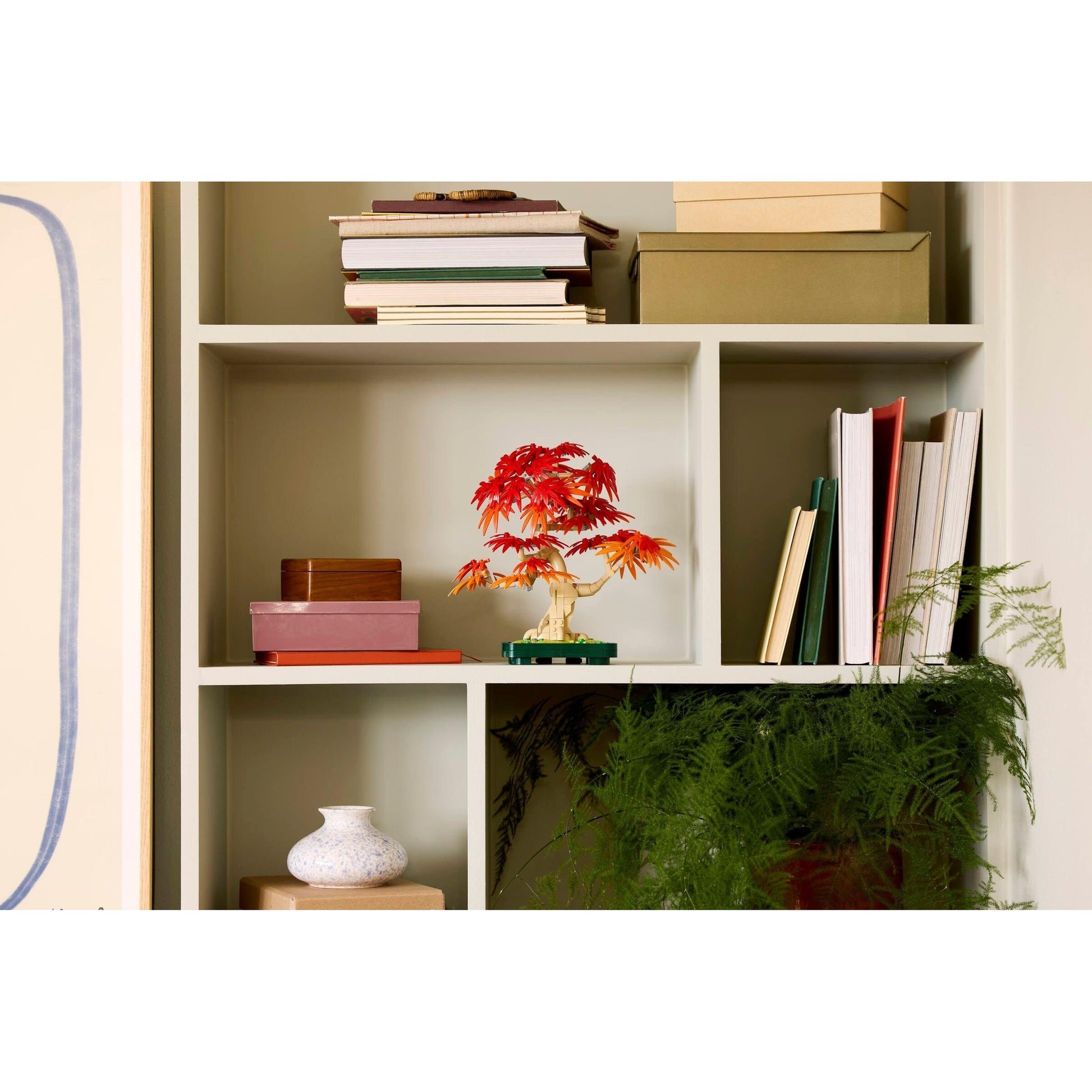 Japanese Maple Tree | Botanicals | 10348