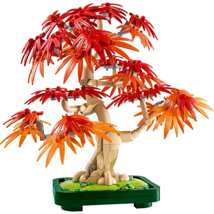 Japanese Maple Tree | Botanicals | 10348