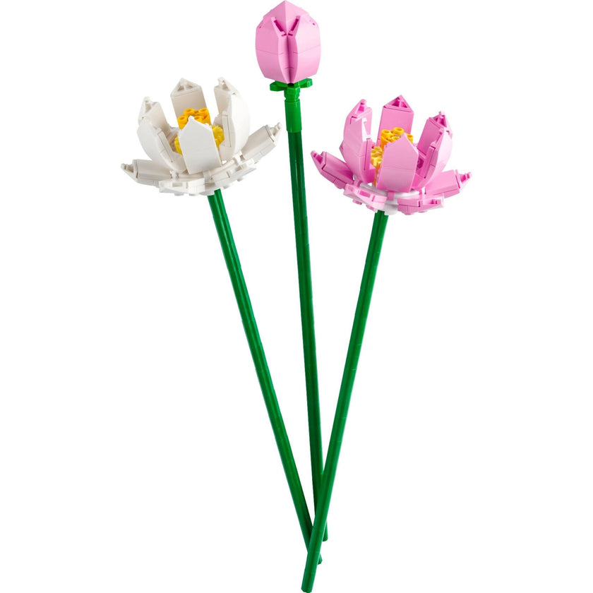 Fleurs de lotus | Créateur | 40647