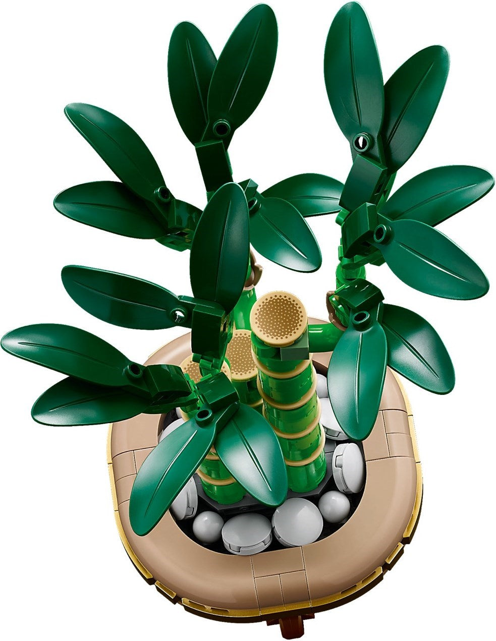 Lucky Bamboo | Botanicals | 10344