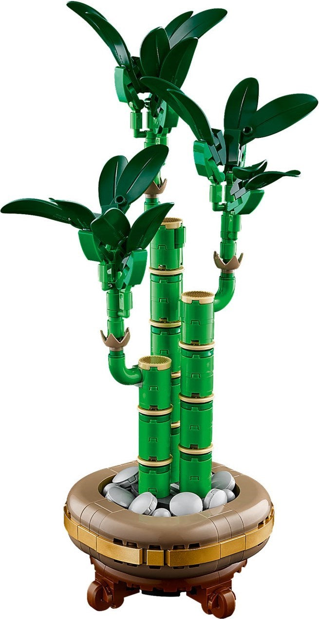 Lucky Bamboo | Botanicals | 10344