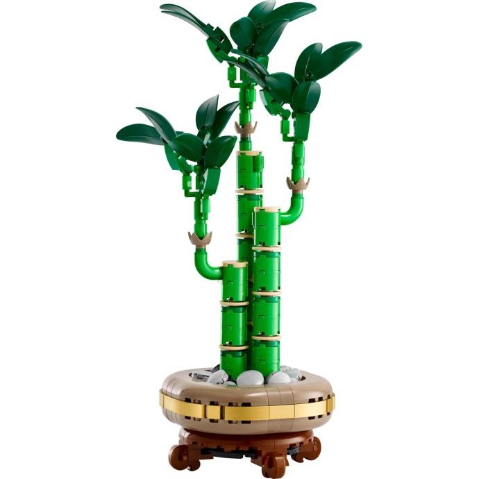 Lucky Bamboo | Botanicals | 10344