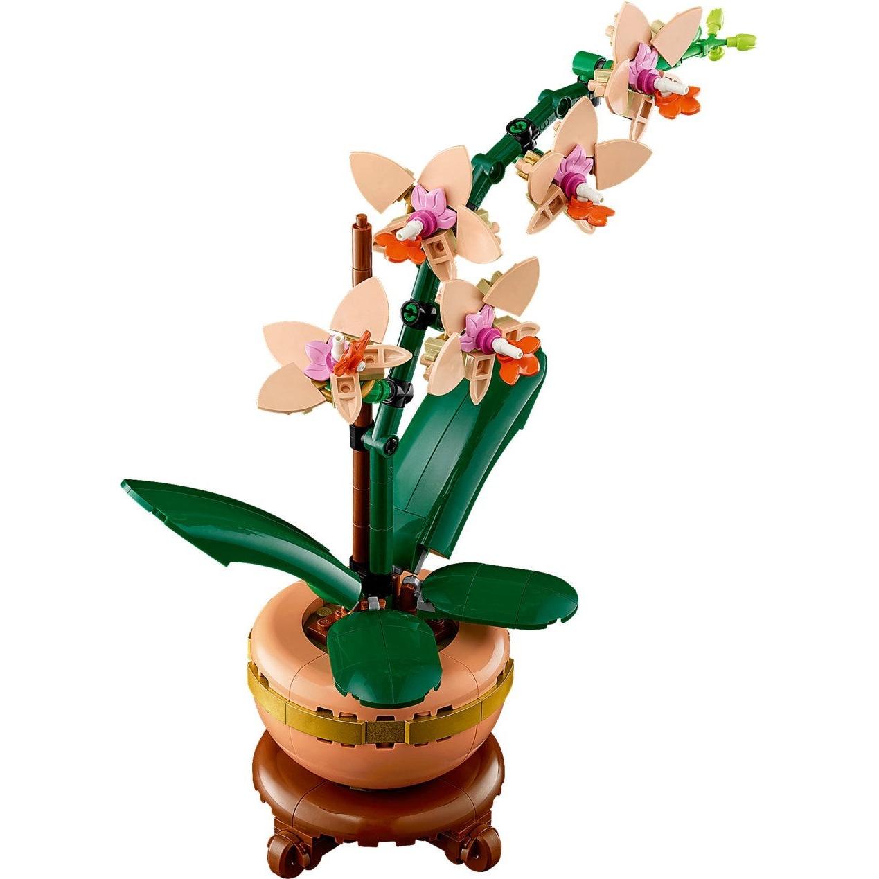 Mini Orchidée | Plantes | 10343