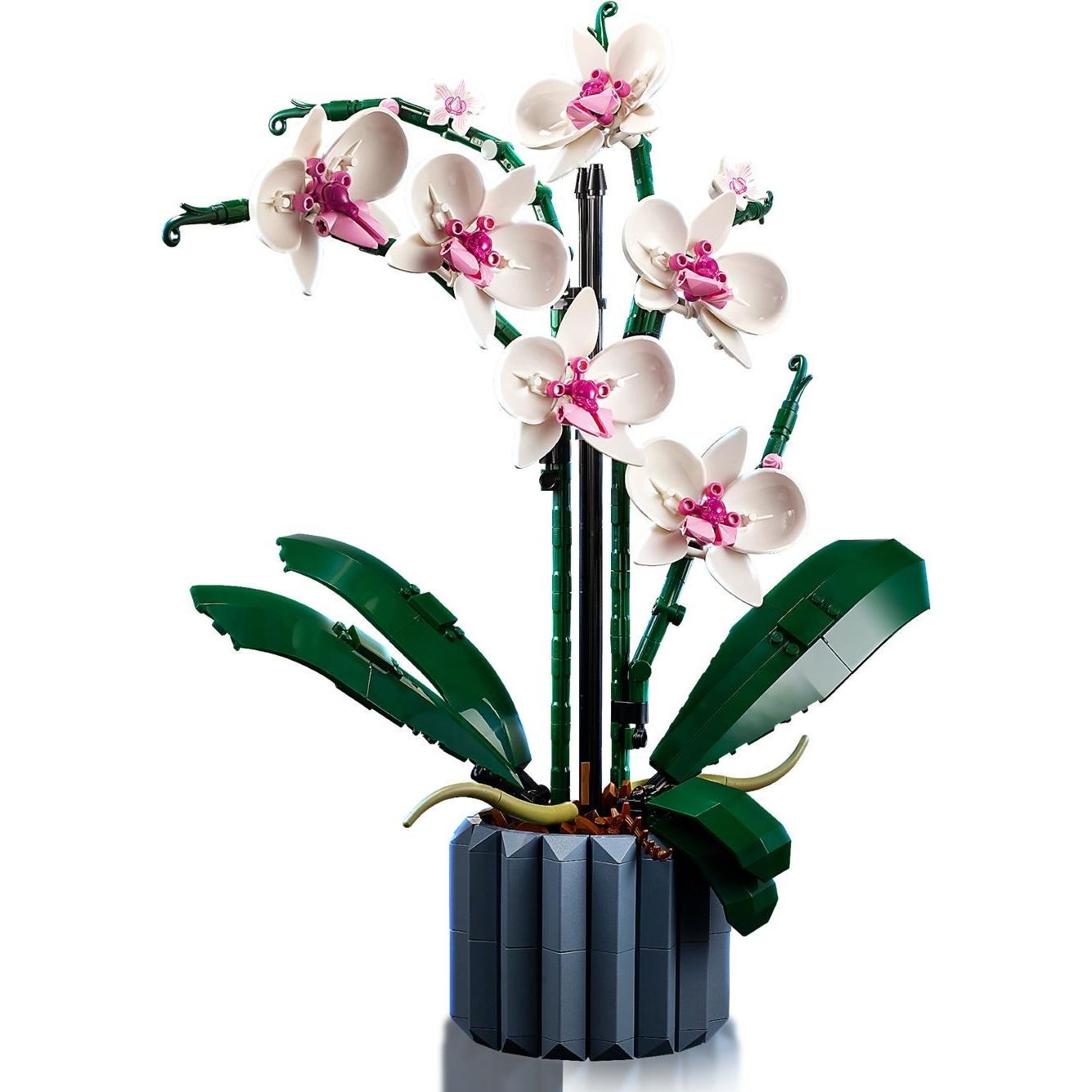 Orchid | Icons | 10311