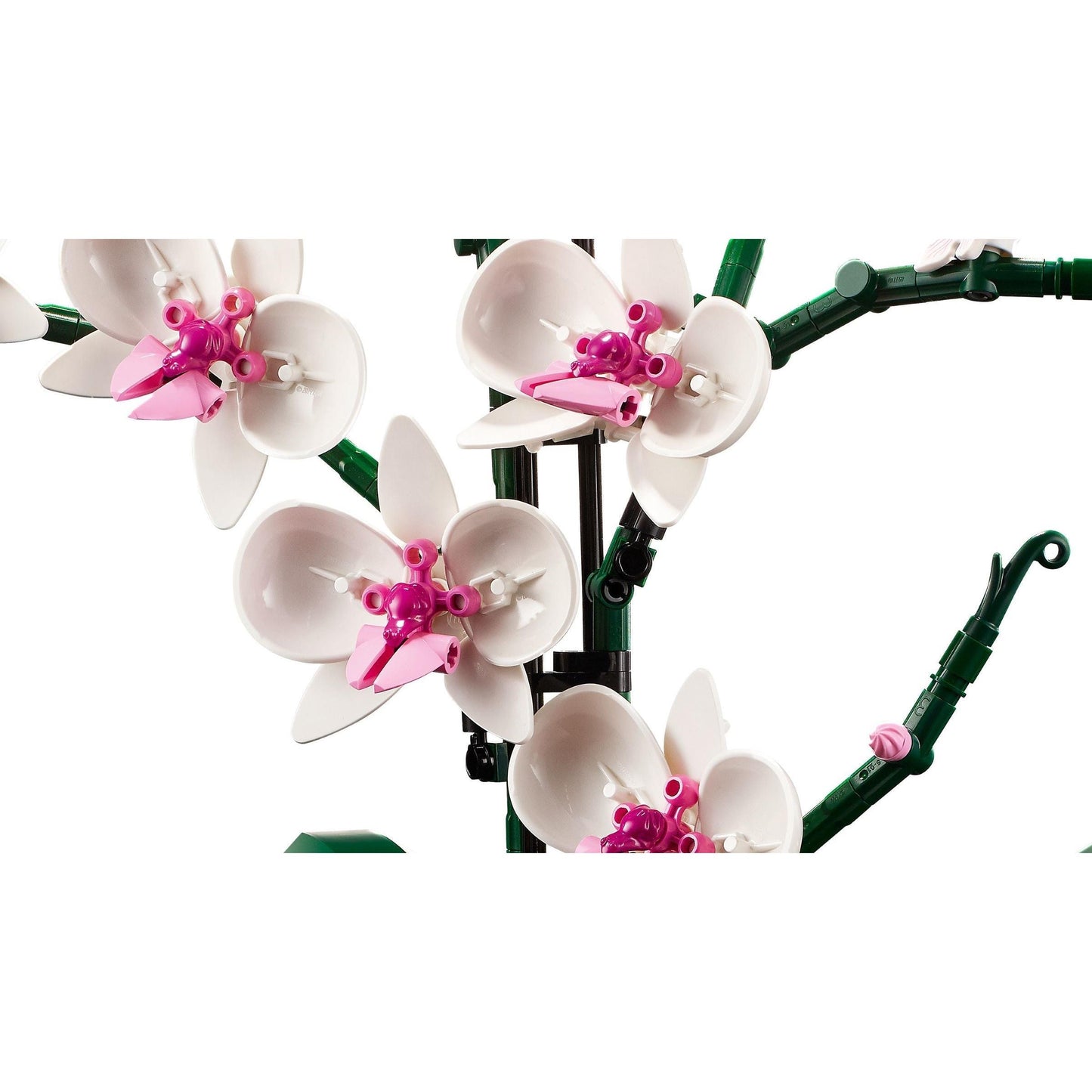 Orchid | Icons | 10311