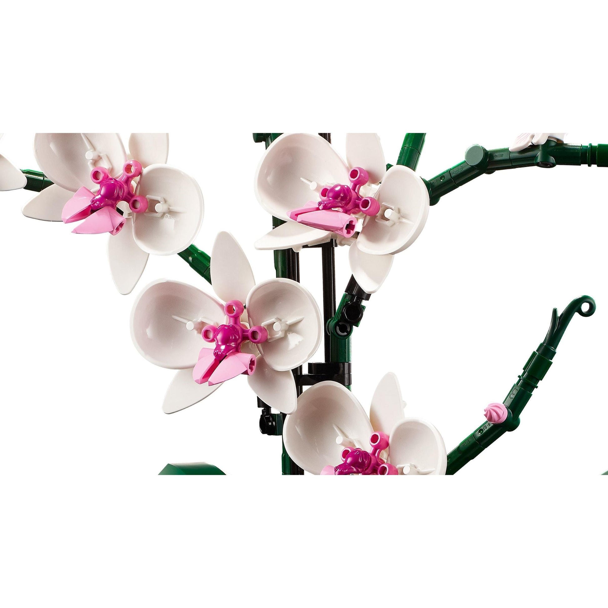 Orchidée | Icônes | 10311