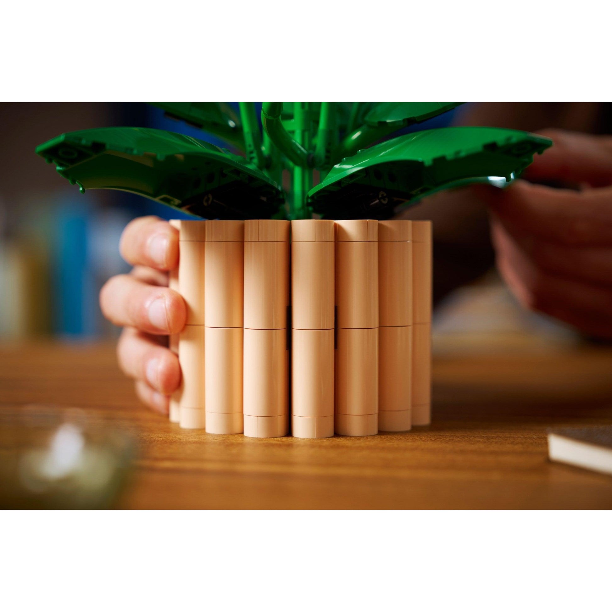 Lys de la paix | Plantes | 11504