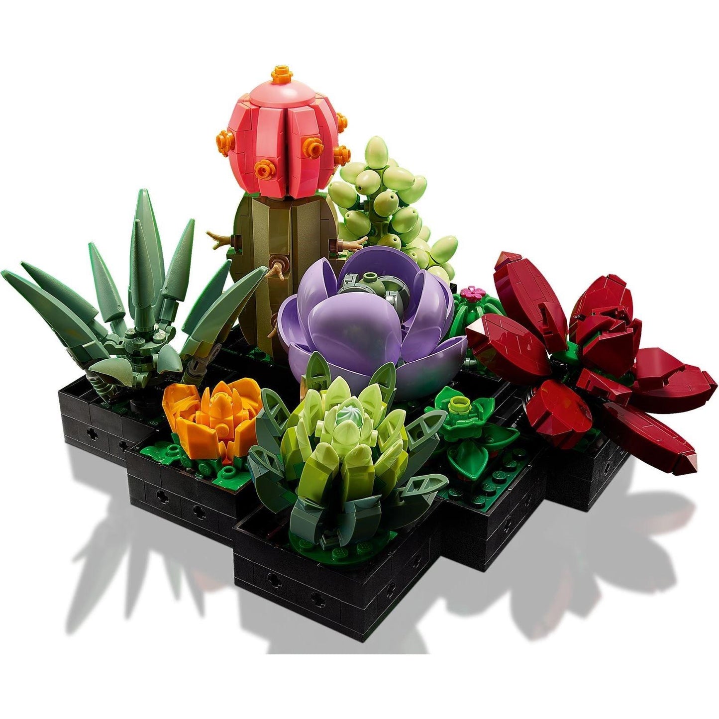 Succulents | Icons | 10309