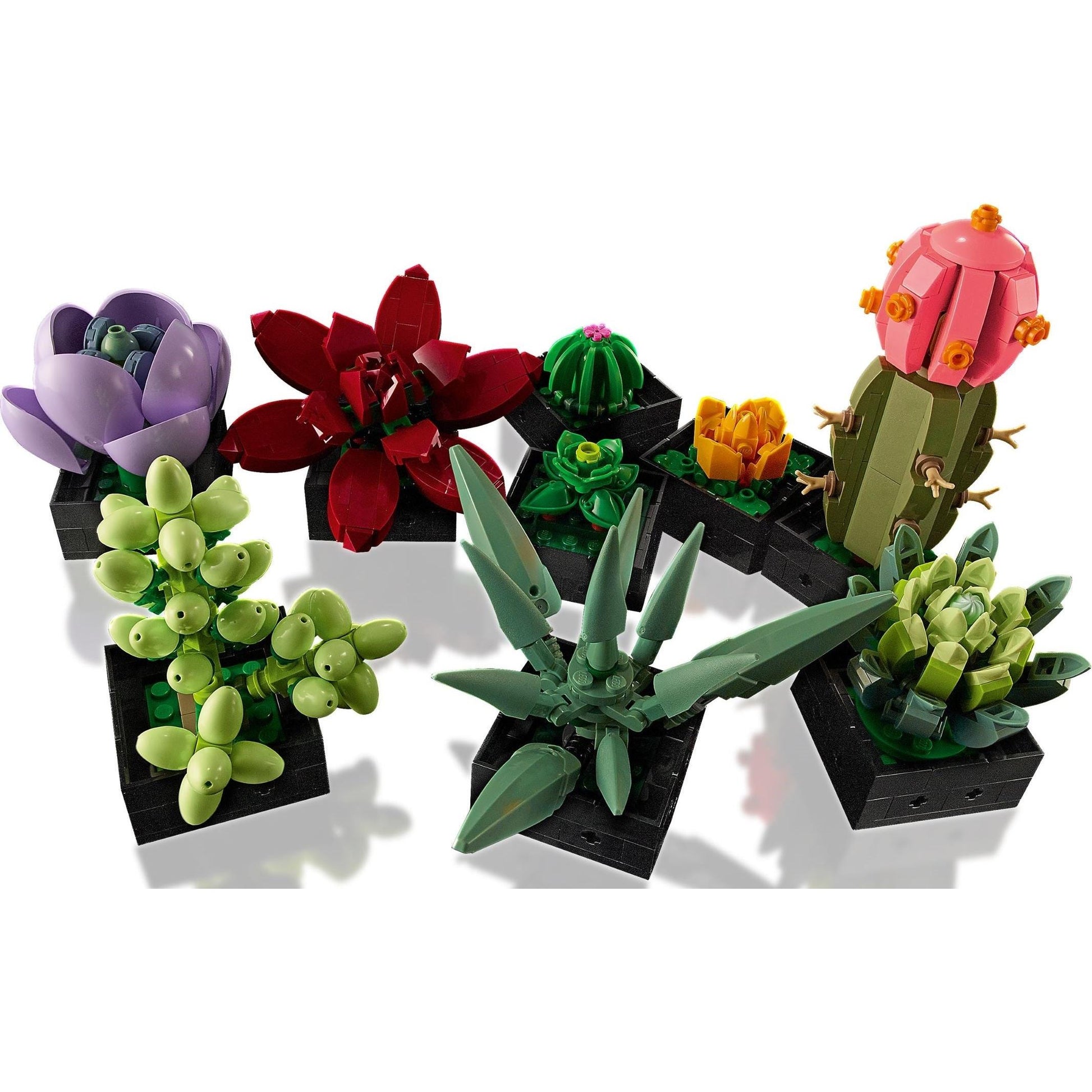 Succulents | Icons | 10309