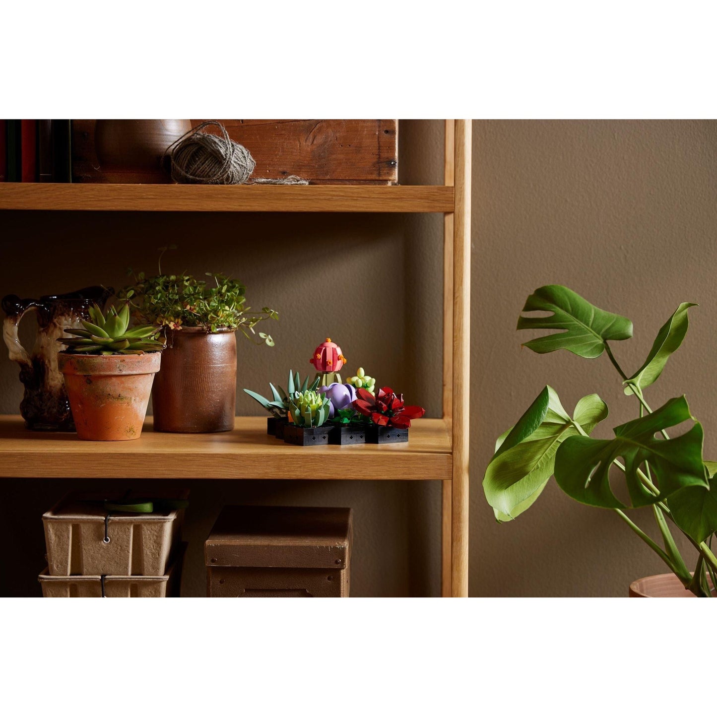 Succulents | Icons | 10309