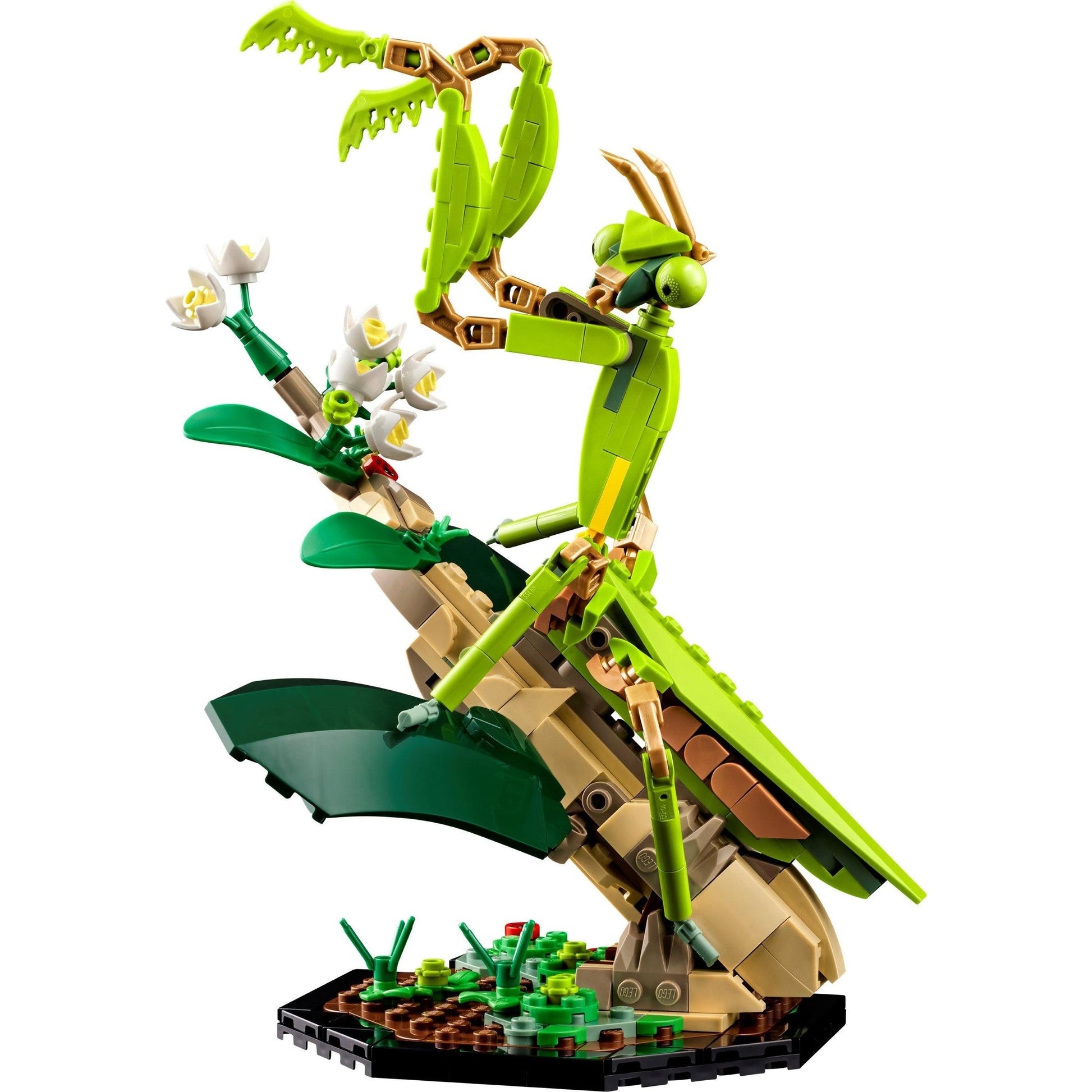 La collection Insectes | Idées | 21342