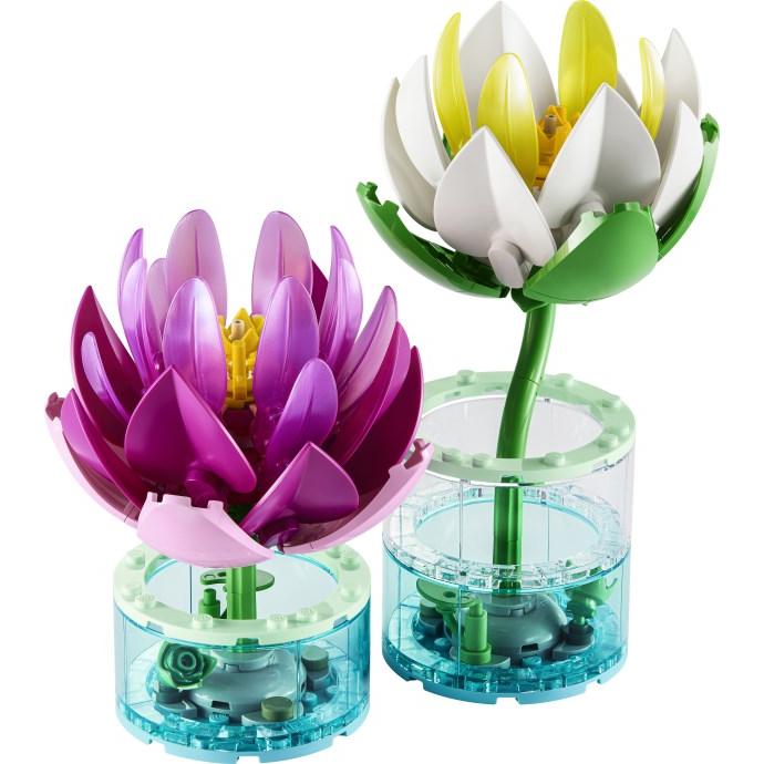 Water Lilies | Botanicals | 11511